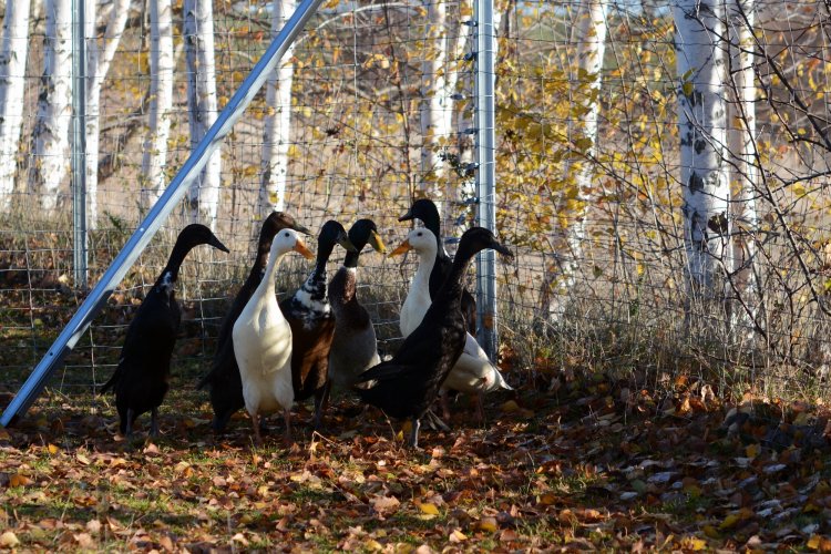 A08DD2C9 5675 457F A0ED 2F04D5C9DF5C