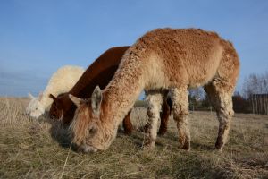 3 Alpakas in verschiedenen Farben