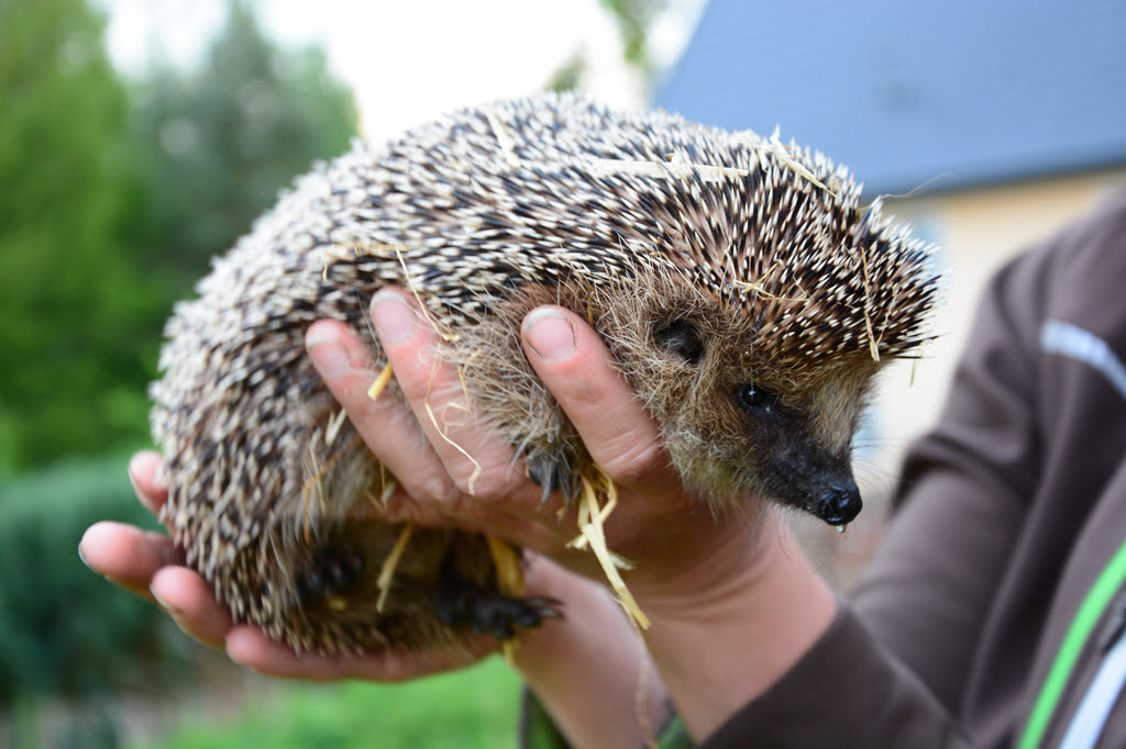 Igel