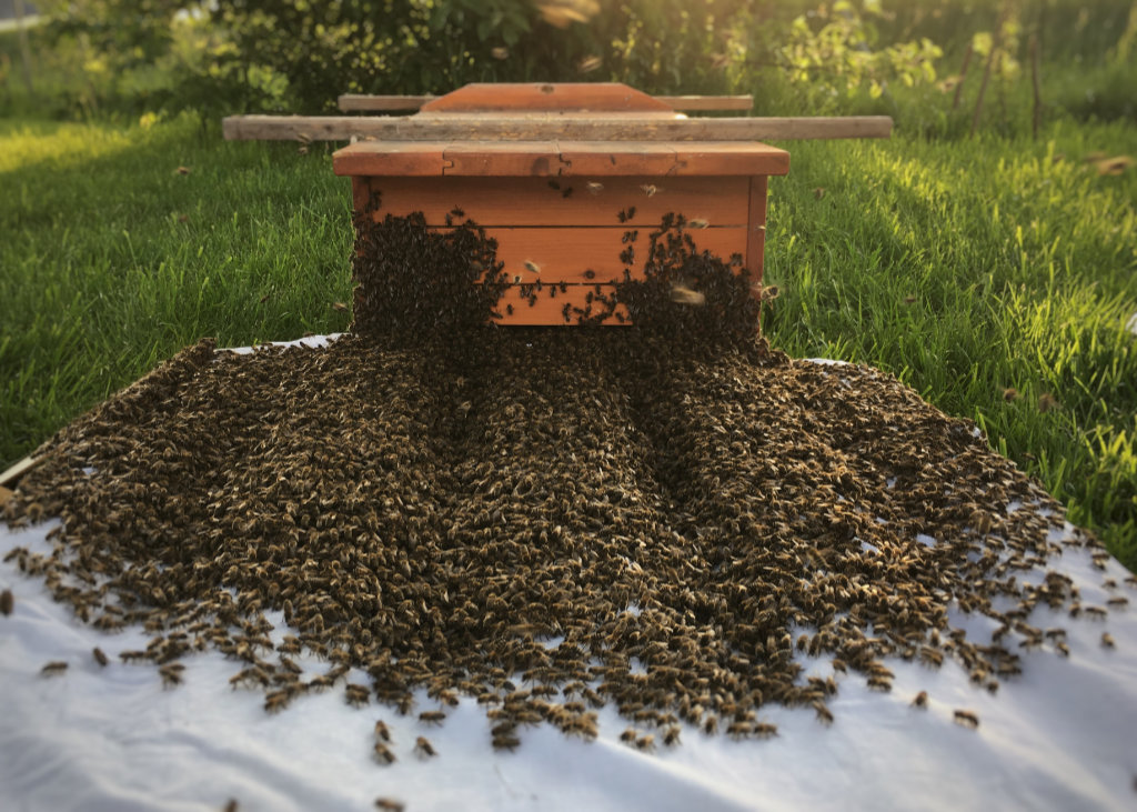 Bienenschwarm